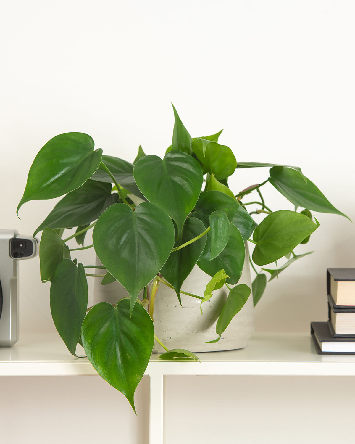 Sweetheart Plant