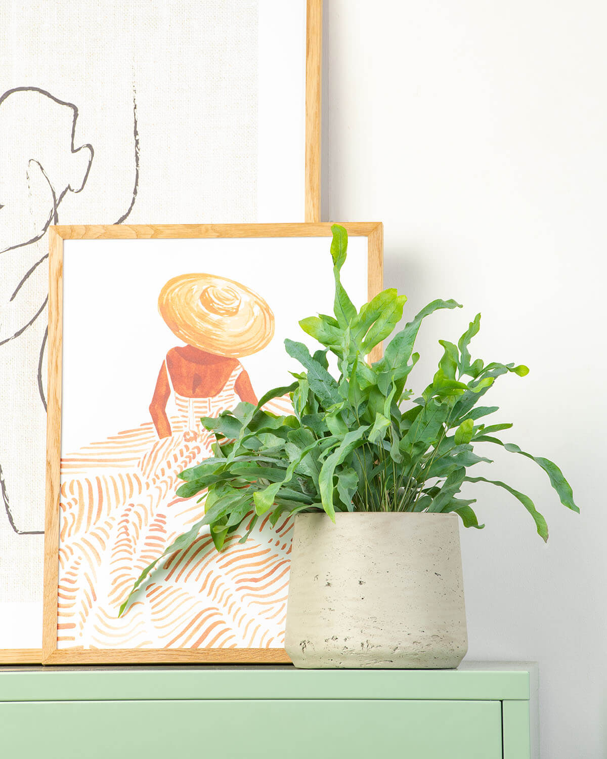 Blue Star Fern