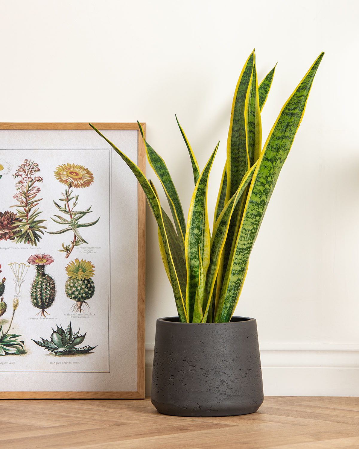 Snake Plant