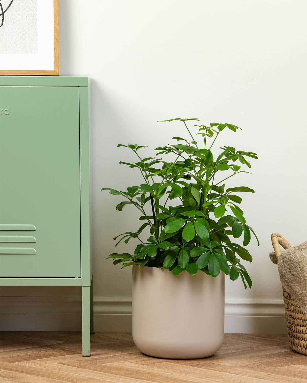 Green Umbrella Tree