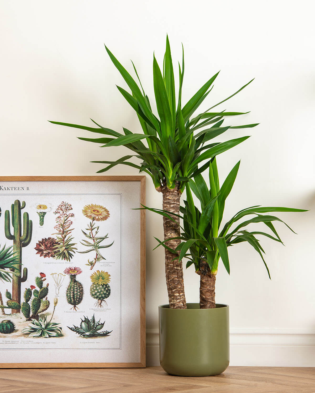 Yucca