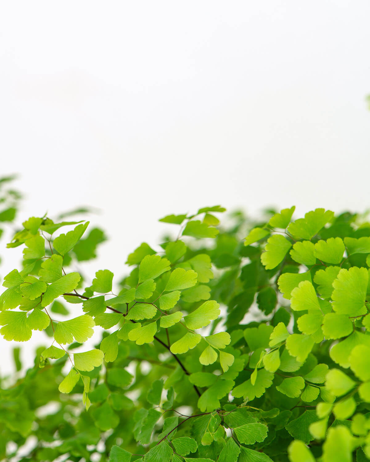 Maidenhair Fern