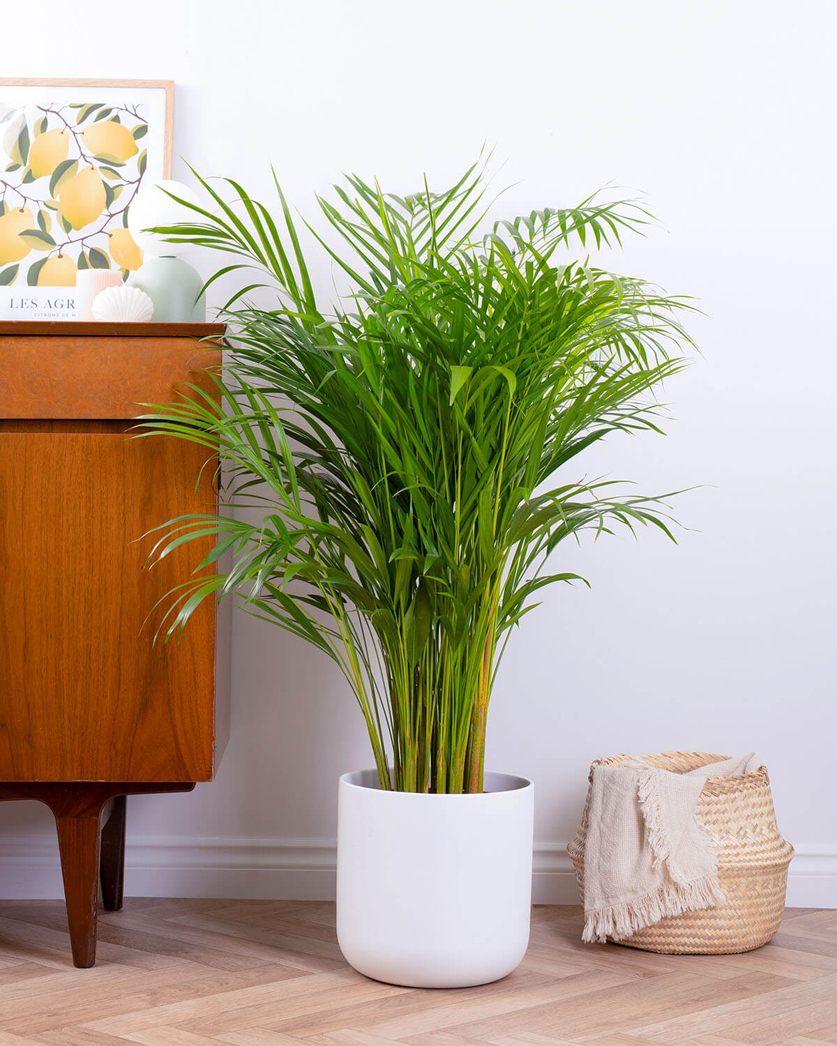 Areca Palm