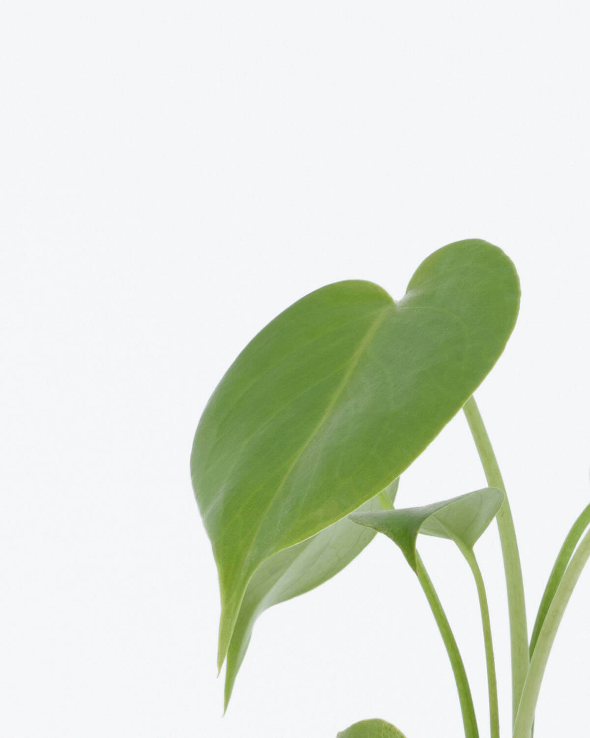 Lil' Swiss Cheese Plant