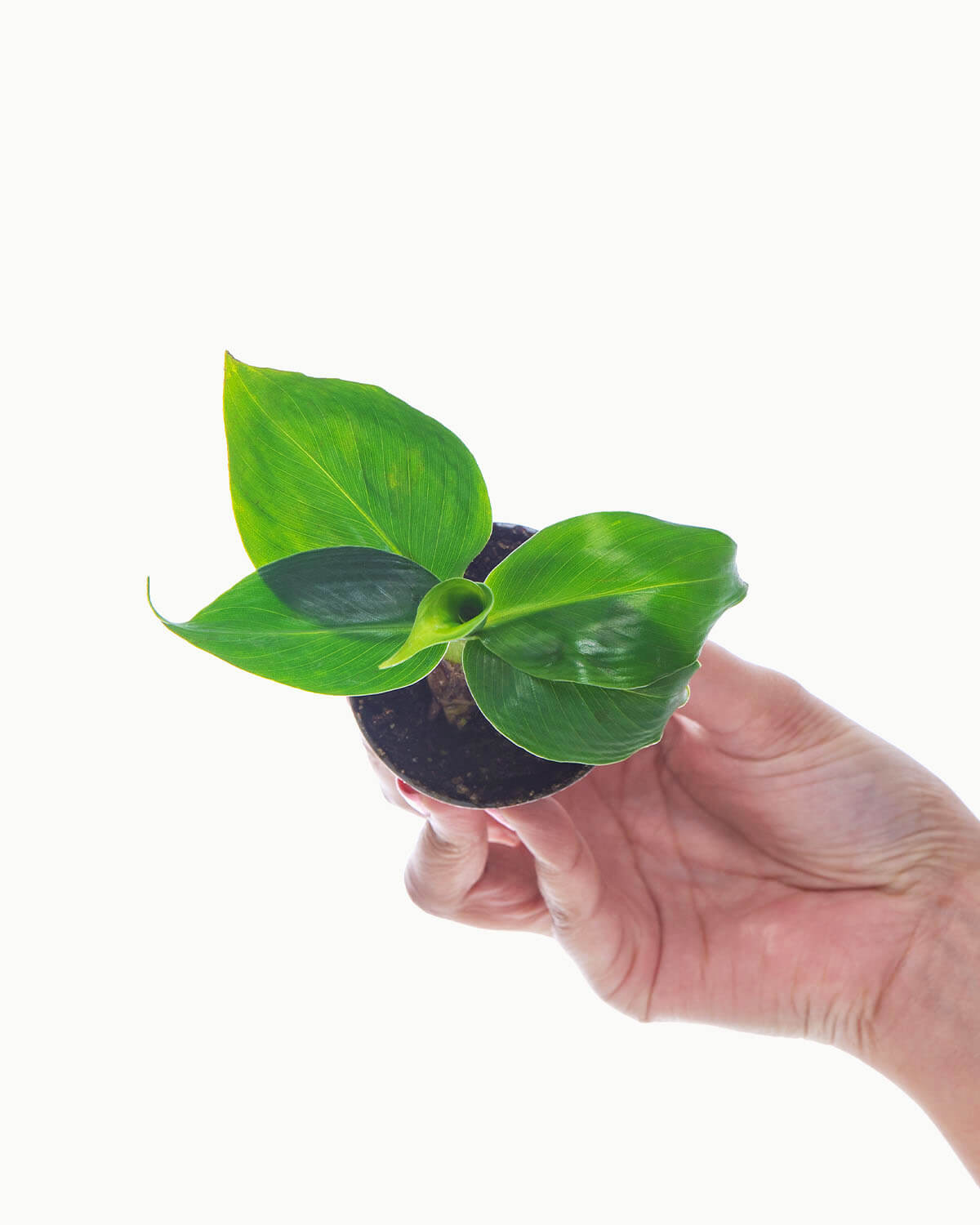 Lil' Banana Plant