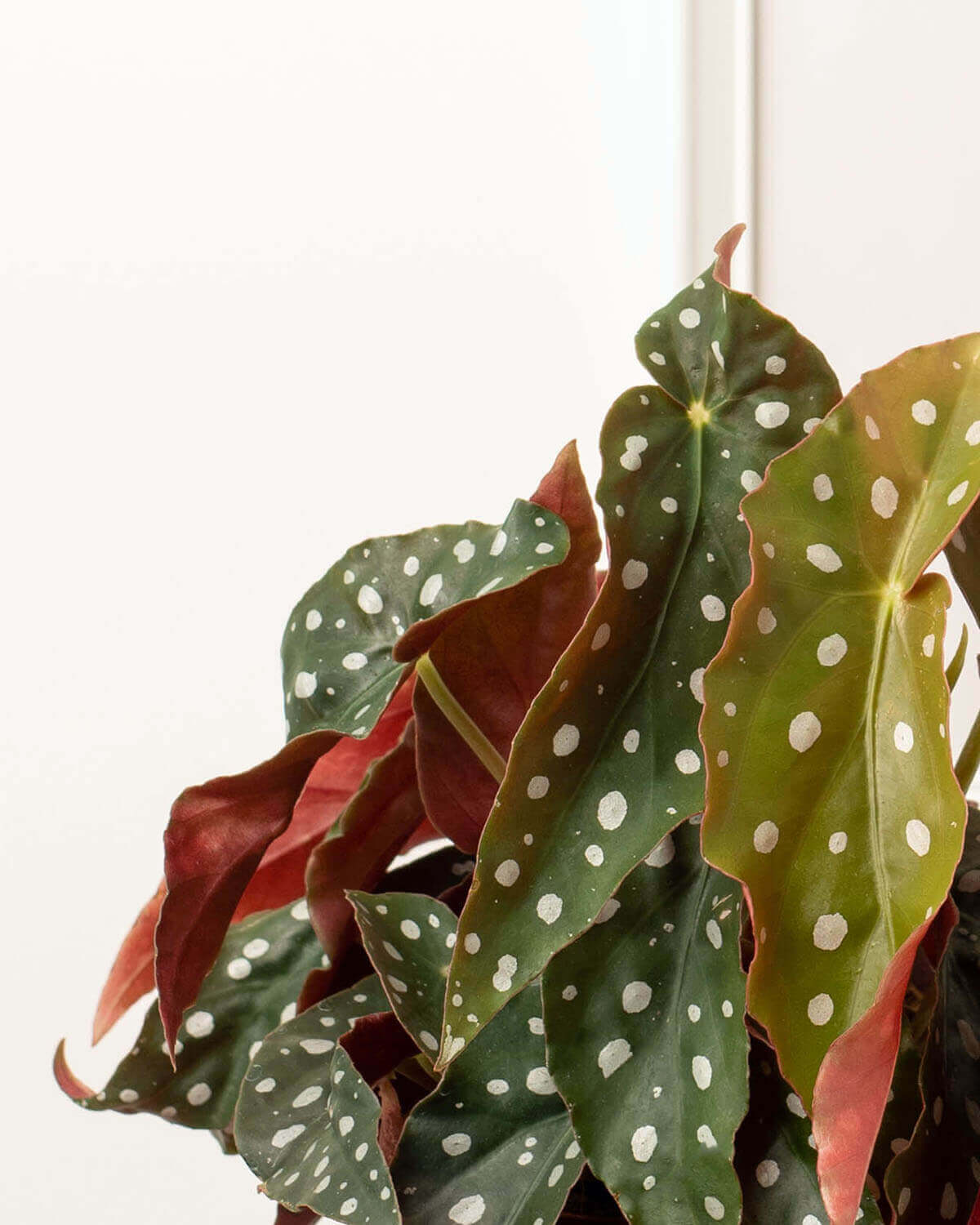 Polka Dot Begonia