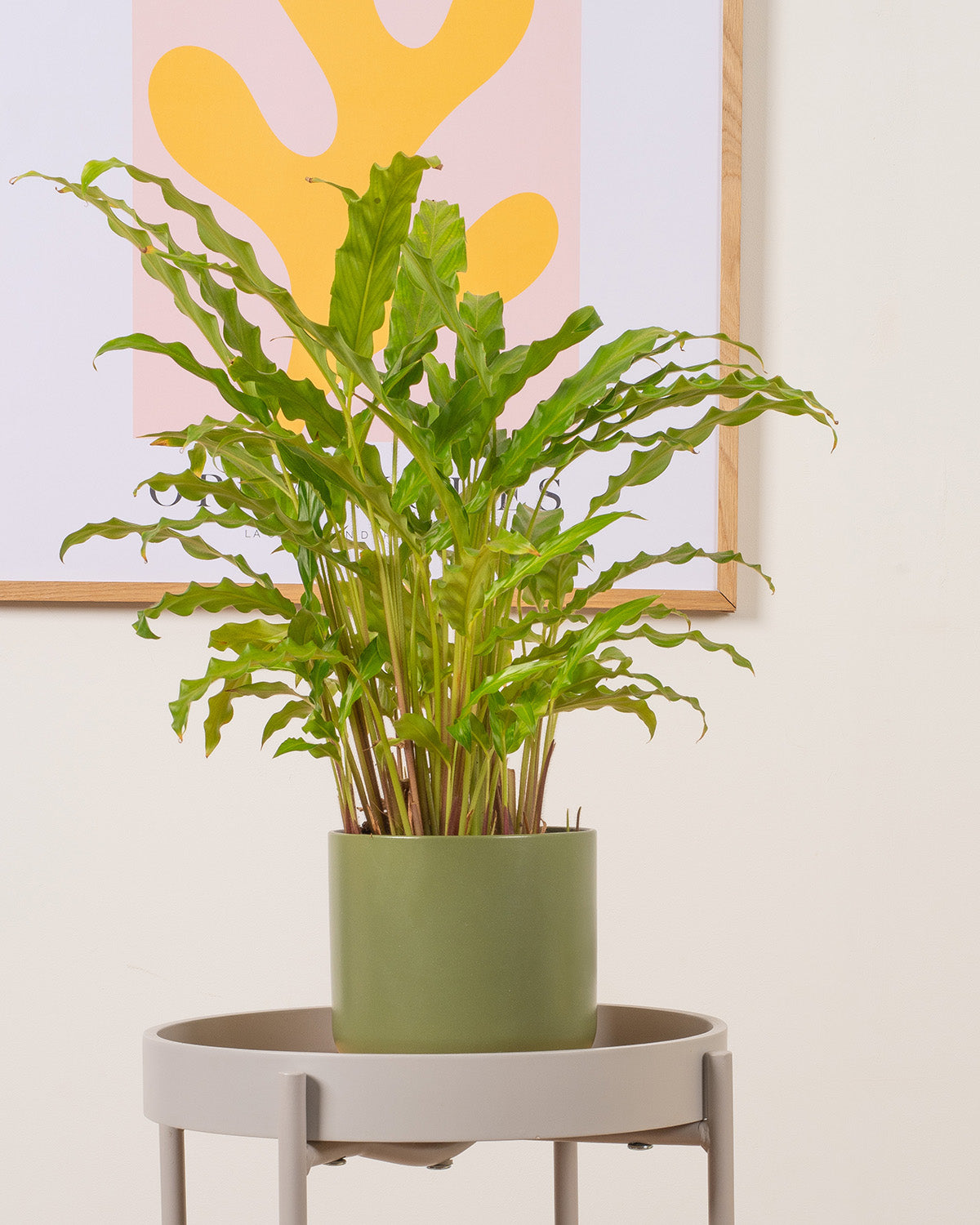 Blue Grass Plant