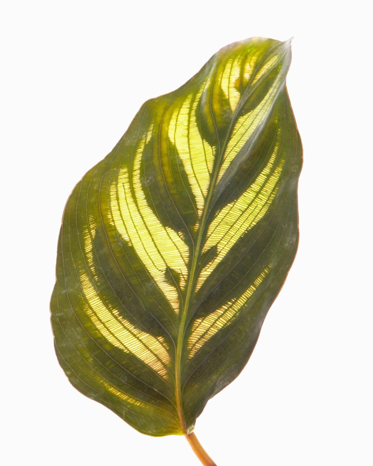 Lil' Makoyana Prayer Plant