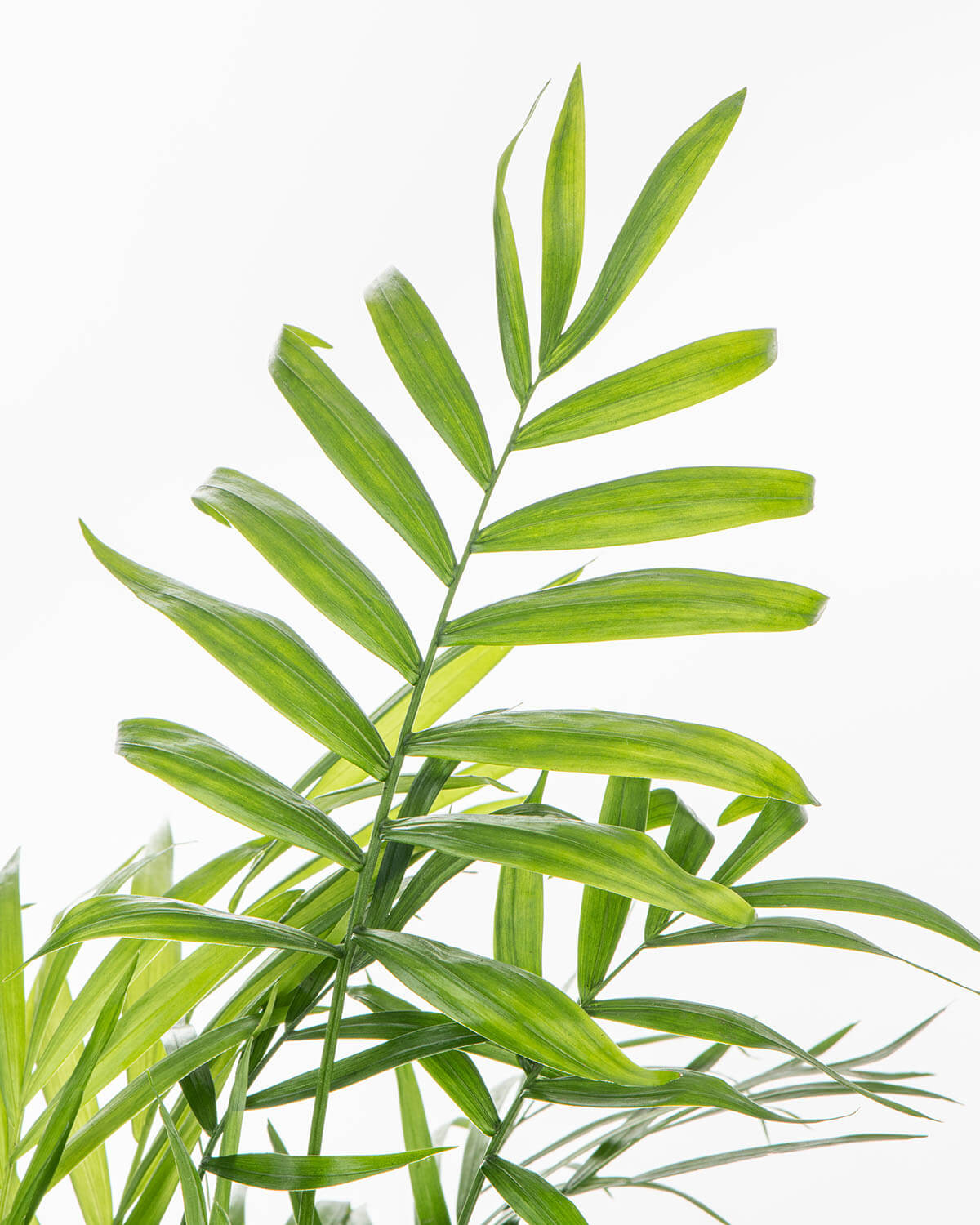 Parlour Palm