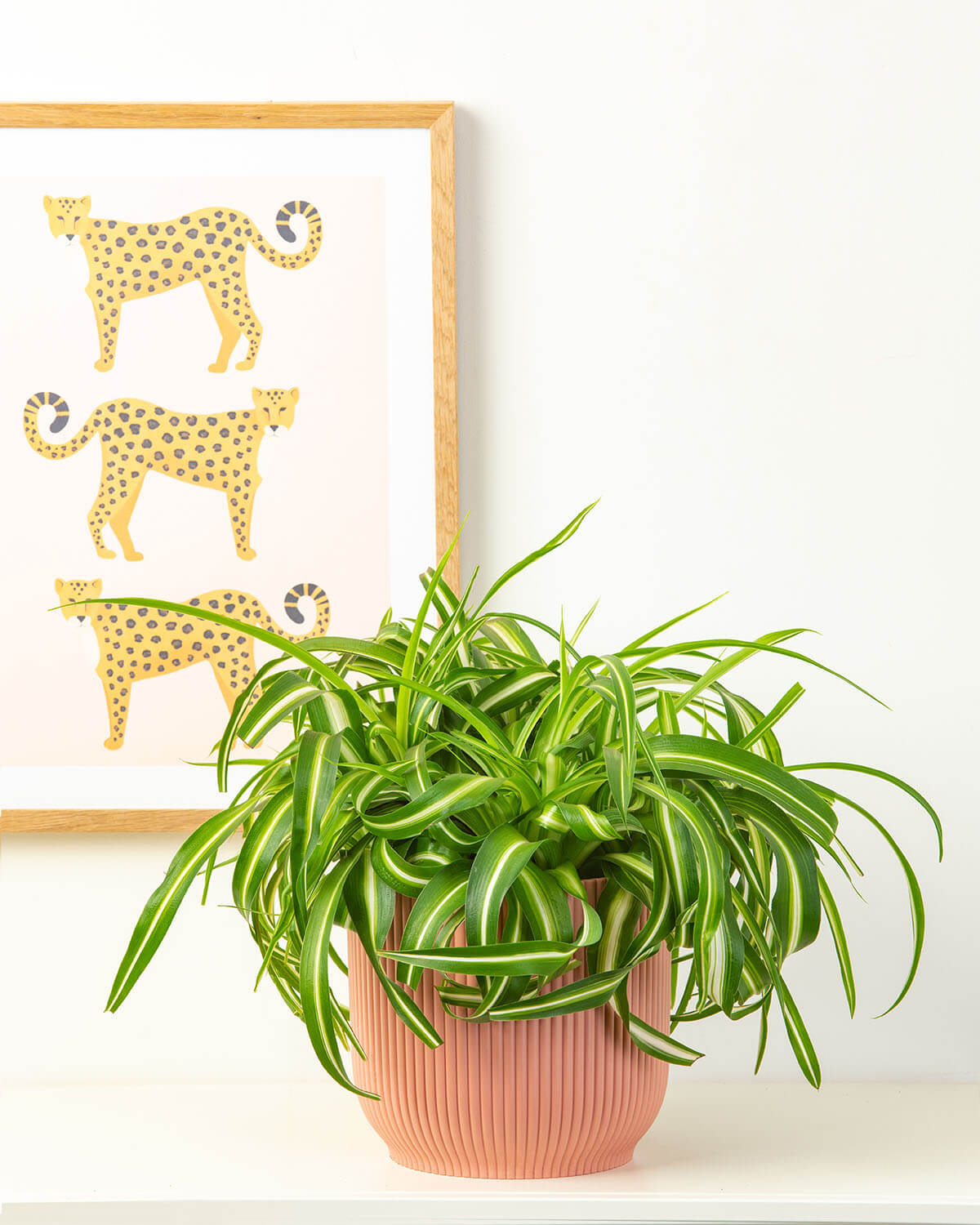 Curly Spider Plant