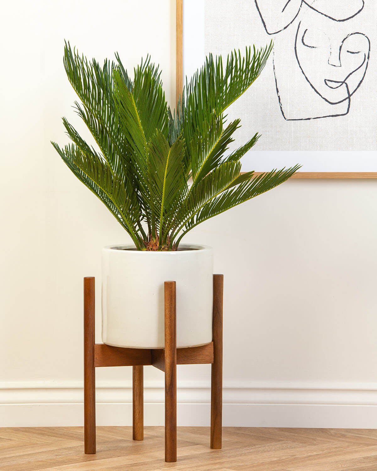Sago Palm