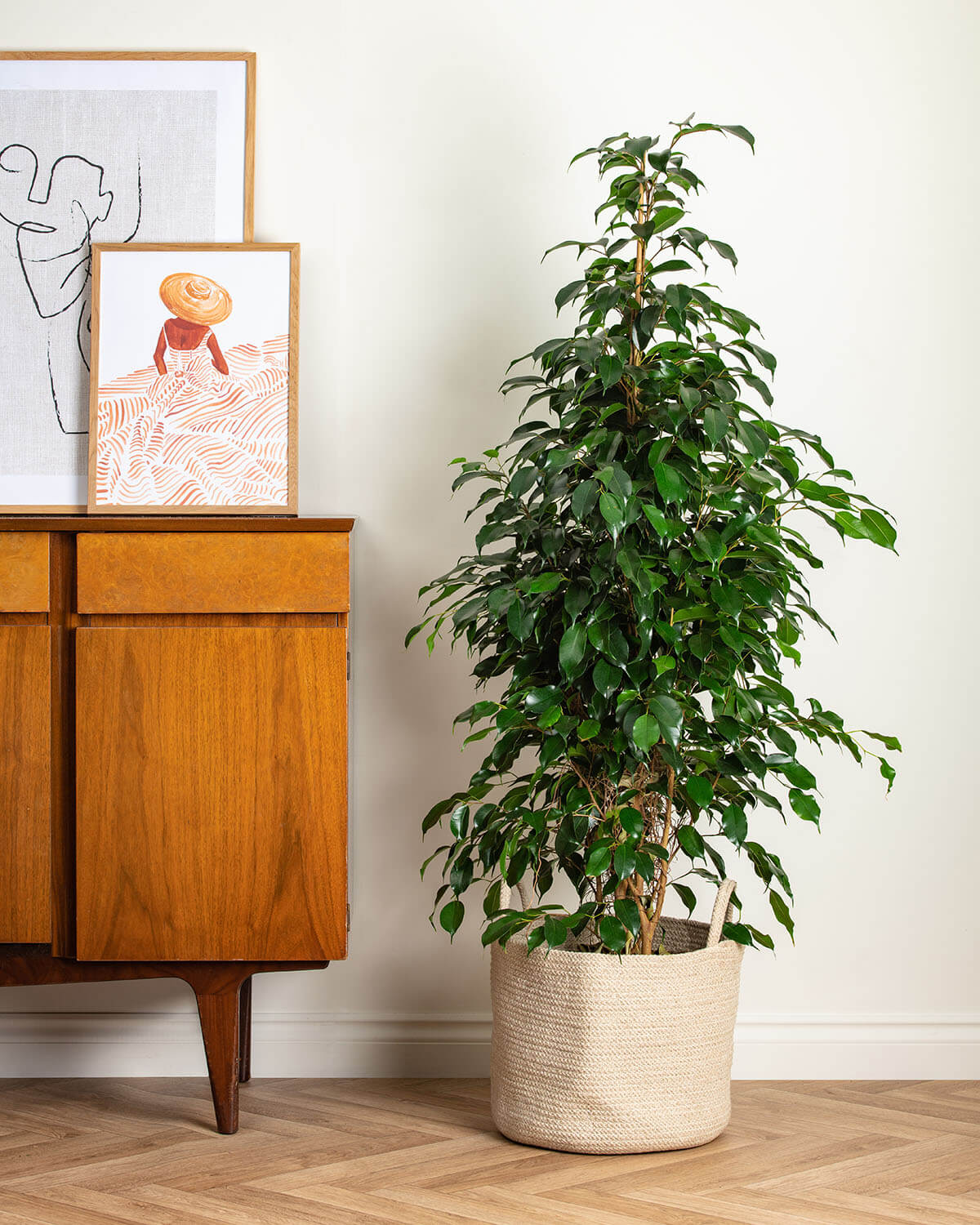 Weeping Fig