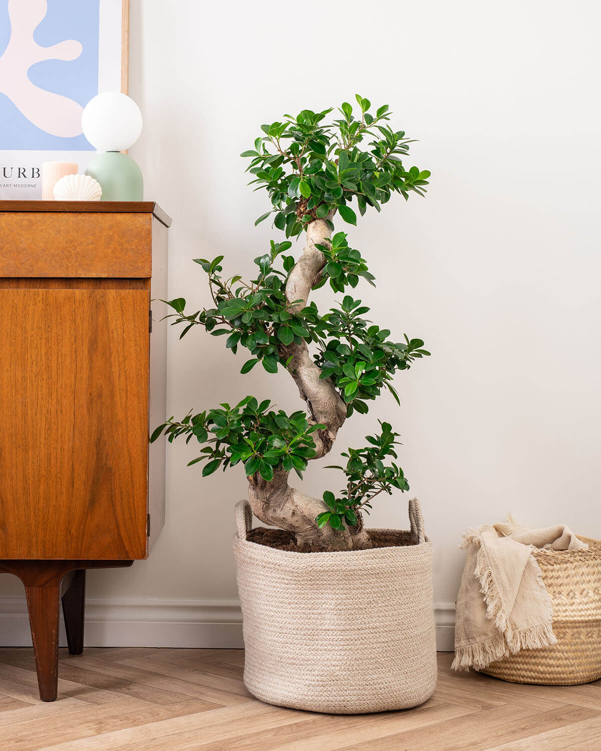 Ficus Bonsai Tree