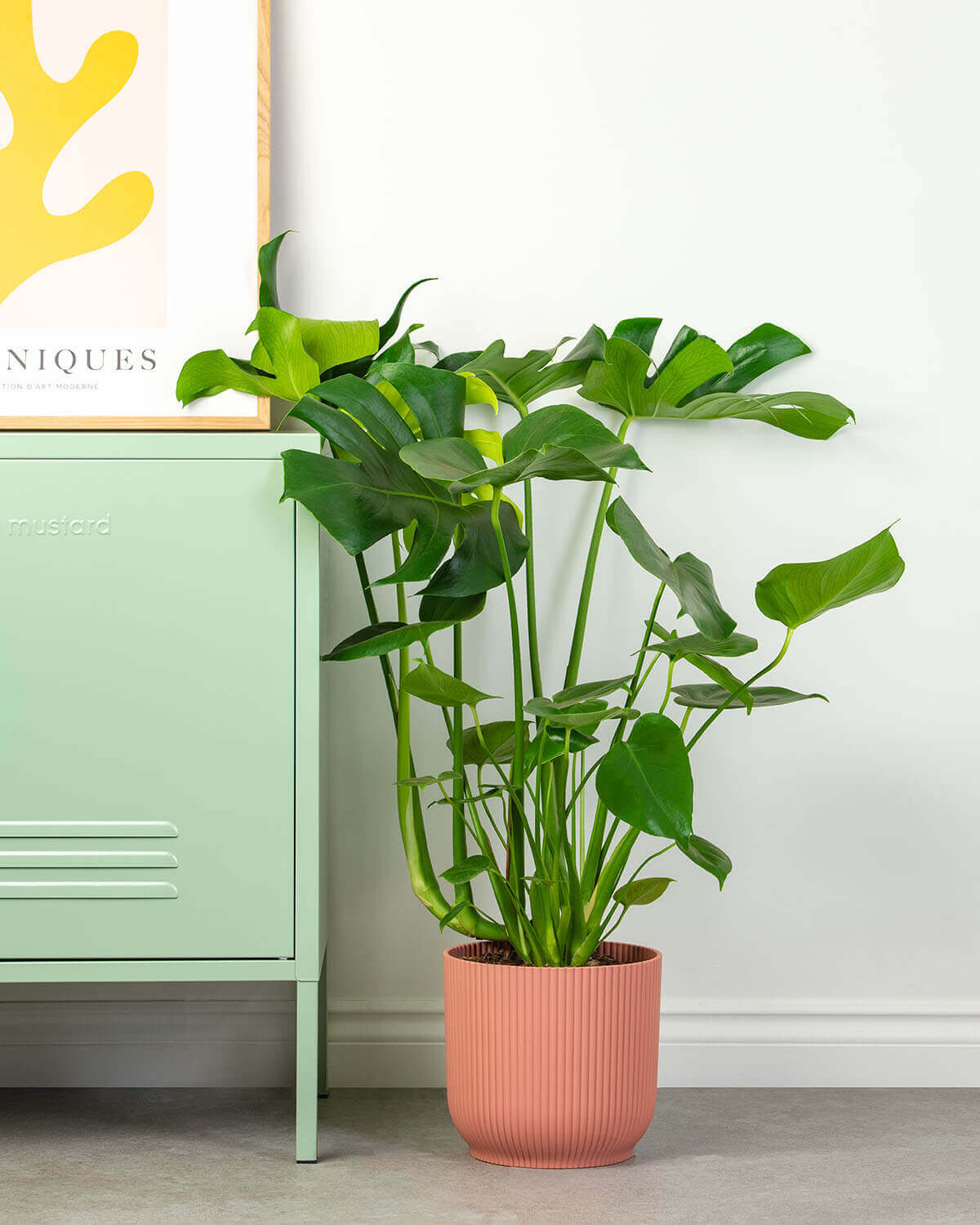 Swiss Cheese Plant