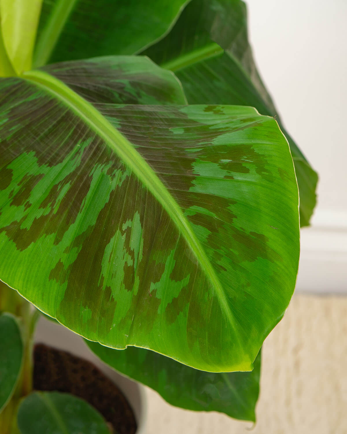 Banana Plant