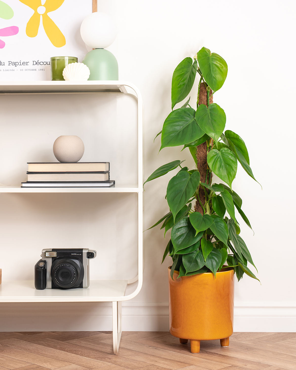 Sweetheart Plant