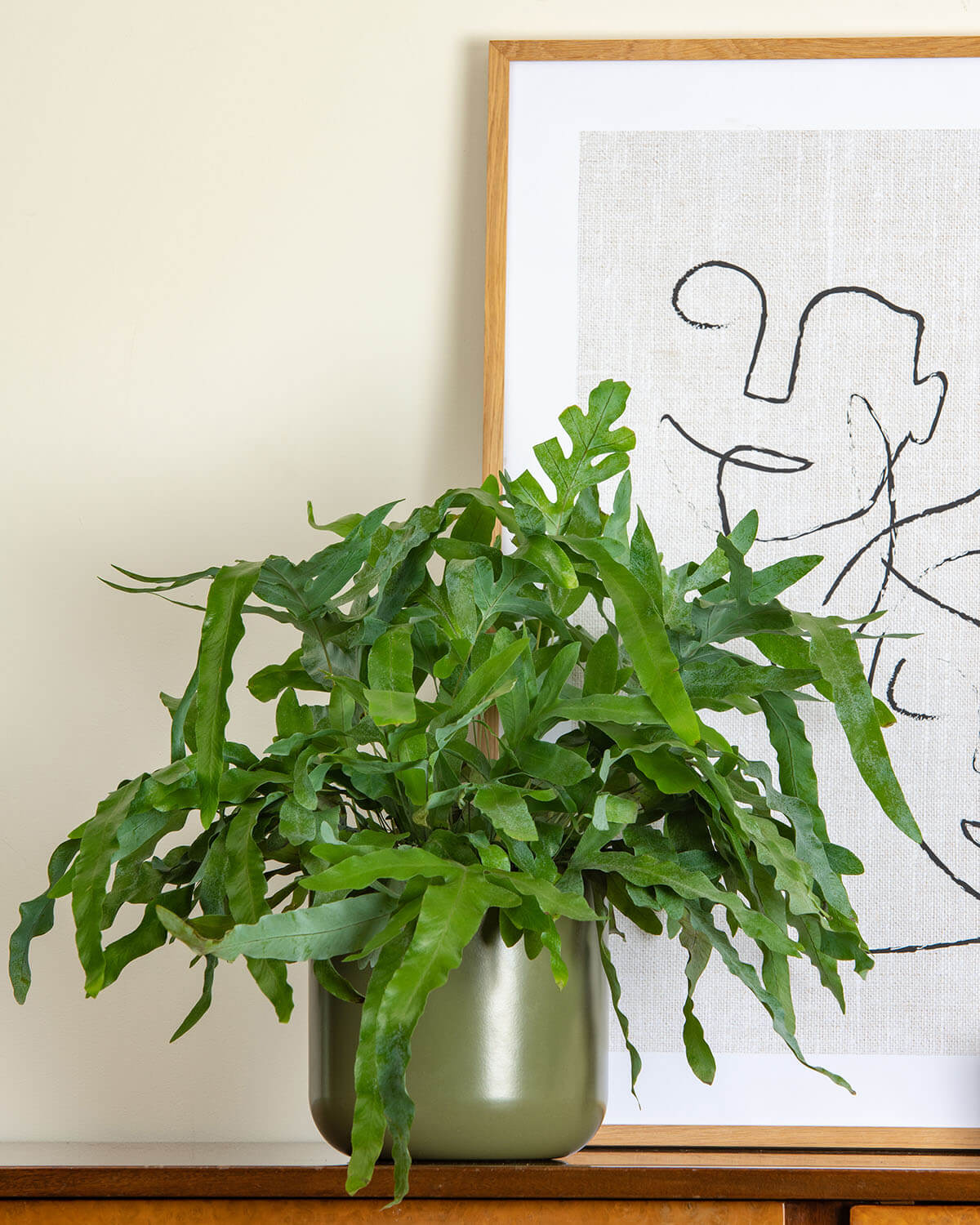 Blue Star Fern