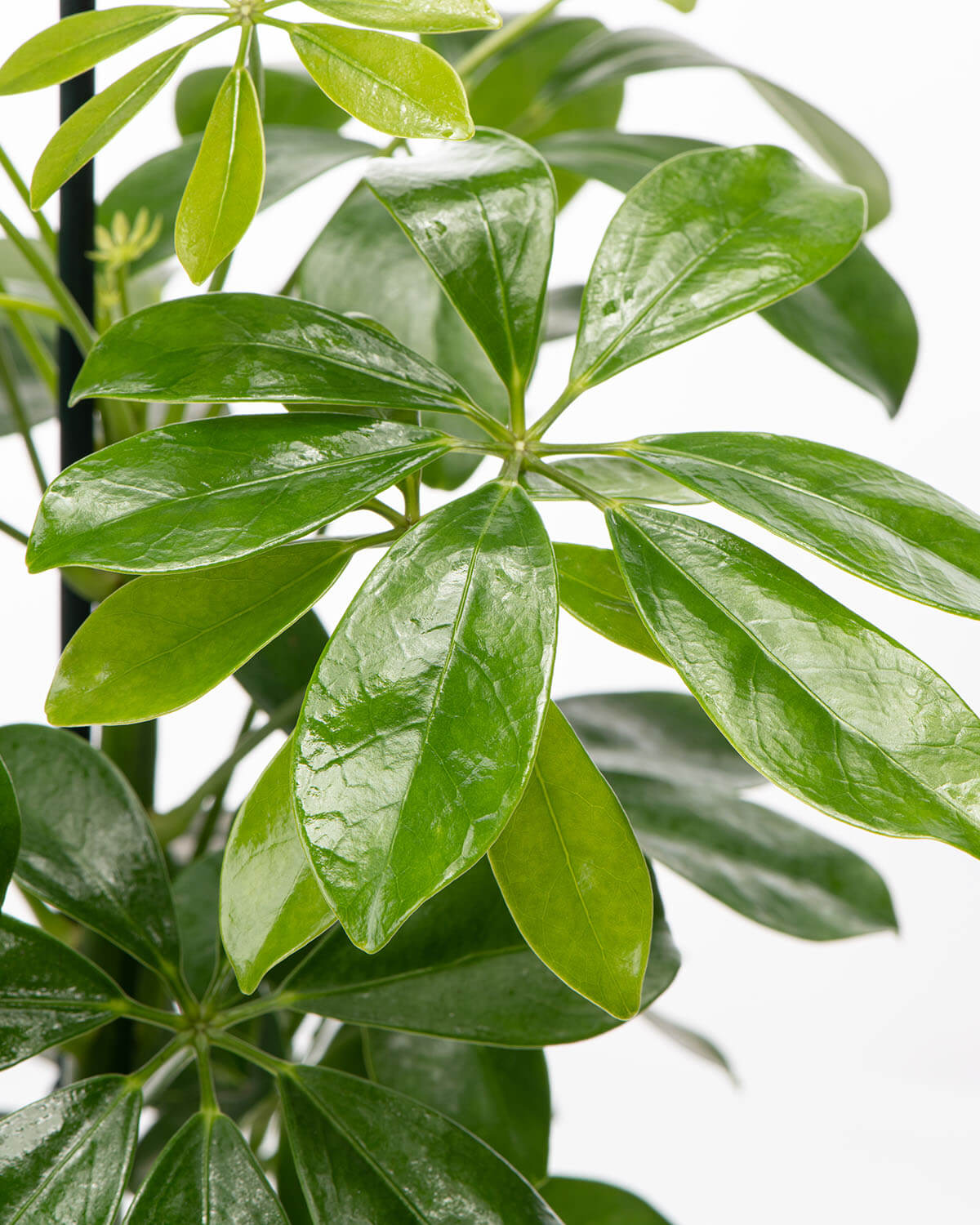 Green Umbrella Tree
