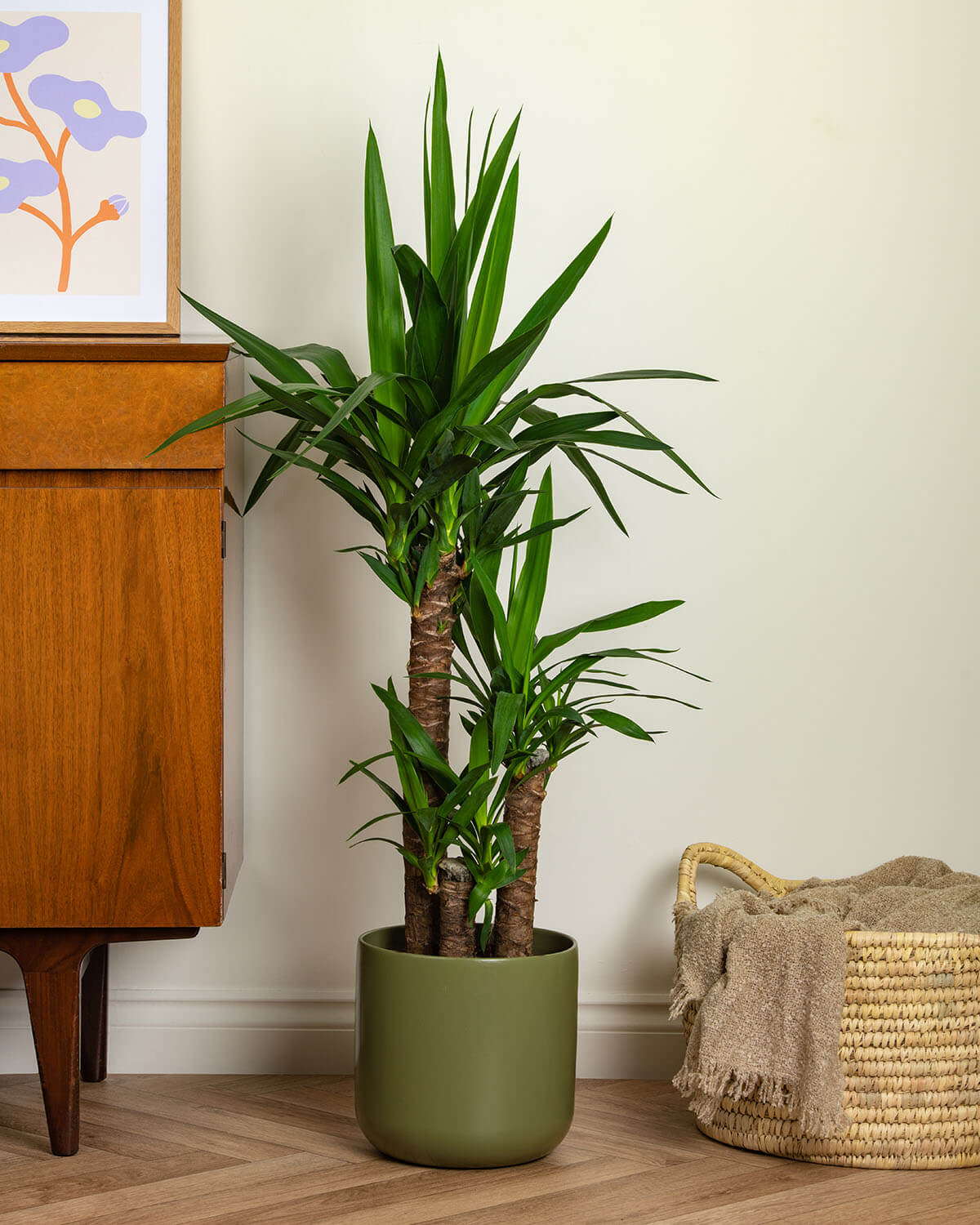 Yucca