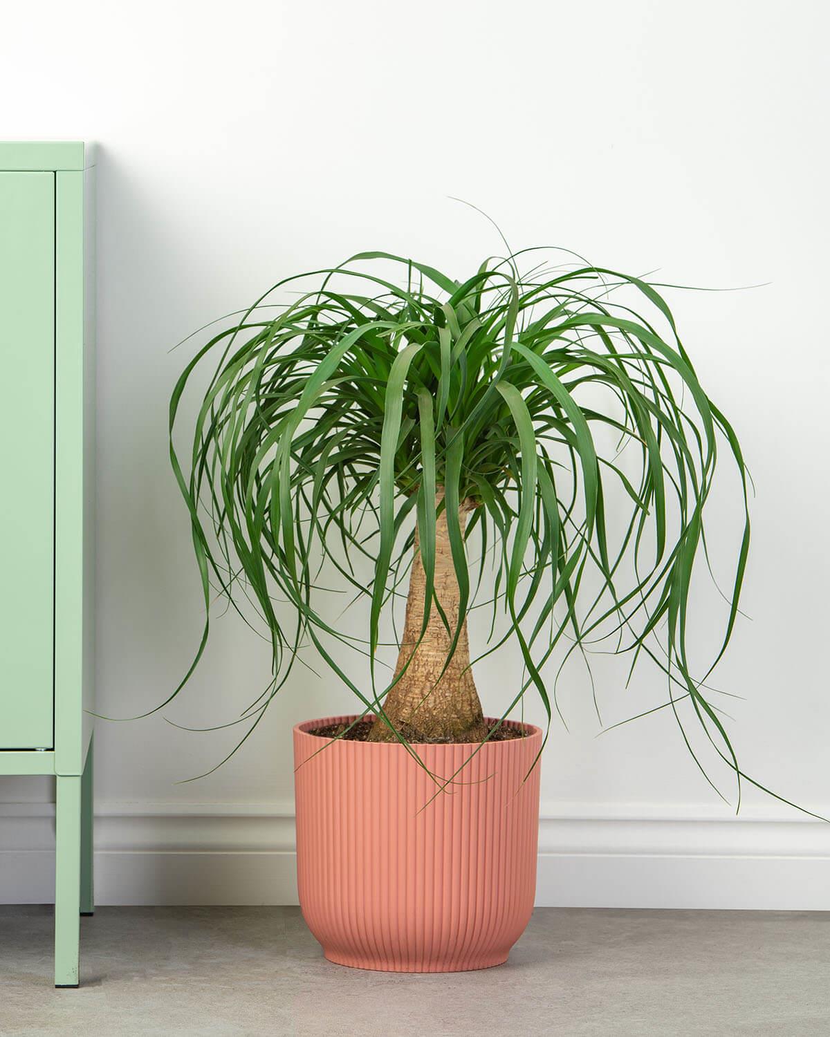 Ponytail Palm