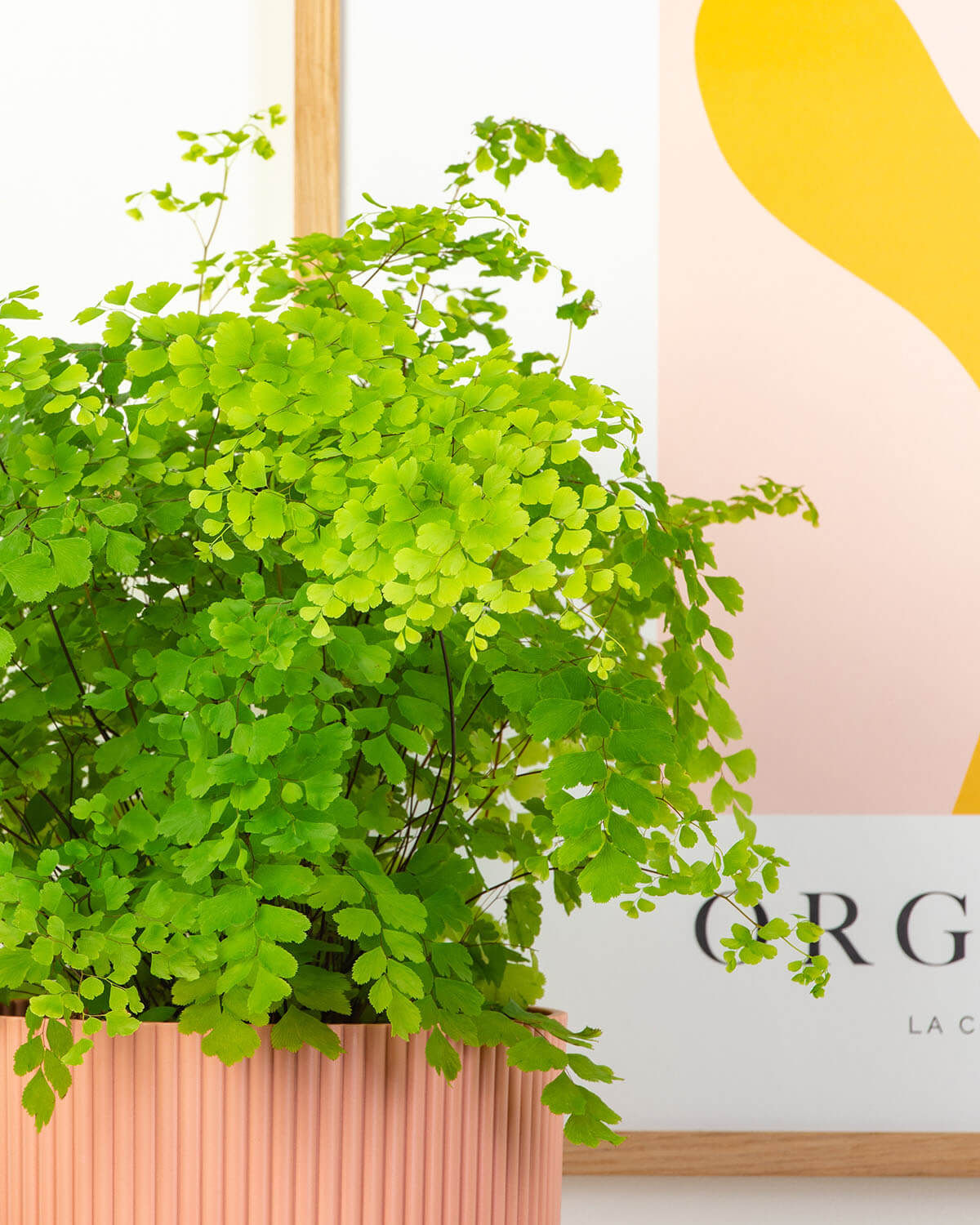 Maidenhair Fern