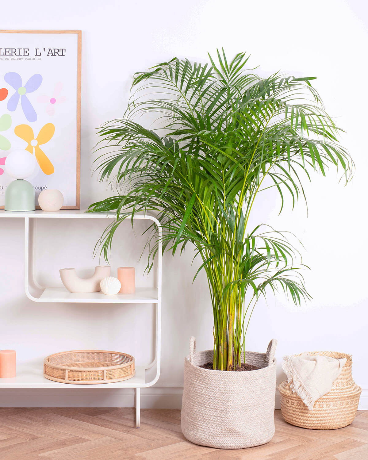 Areca Palm