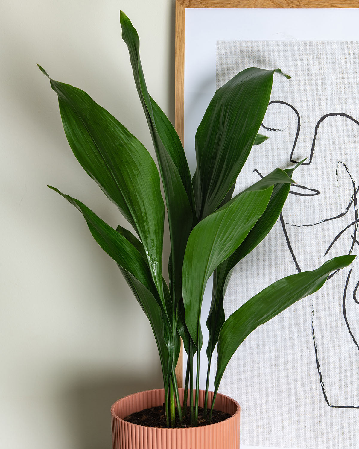 Cast Iron Plant