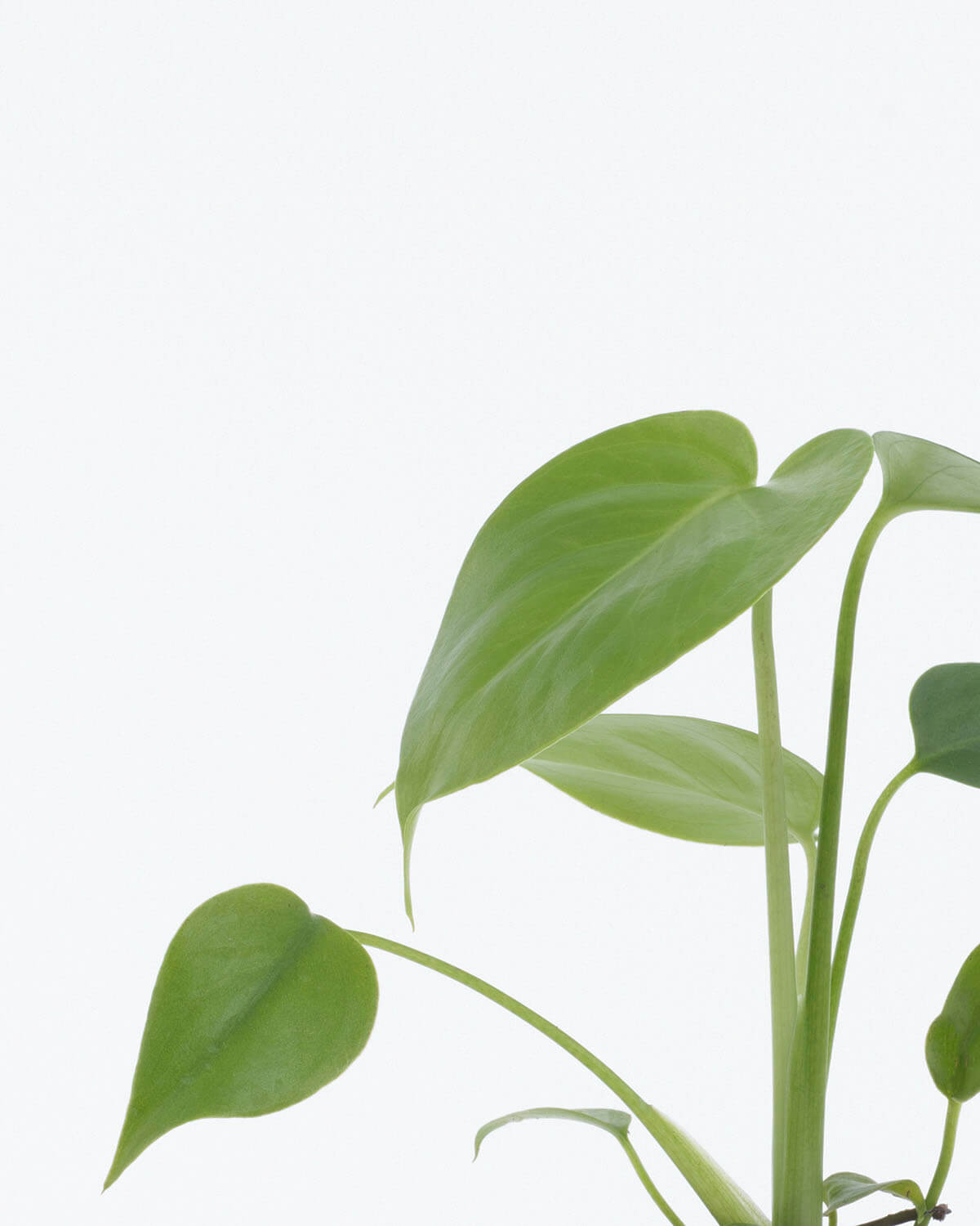 Lil' Swiss Cheese Plant