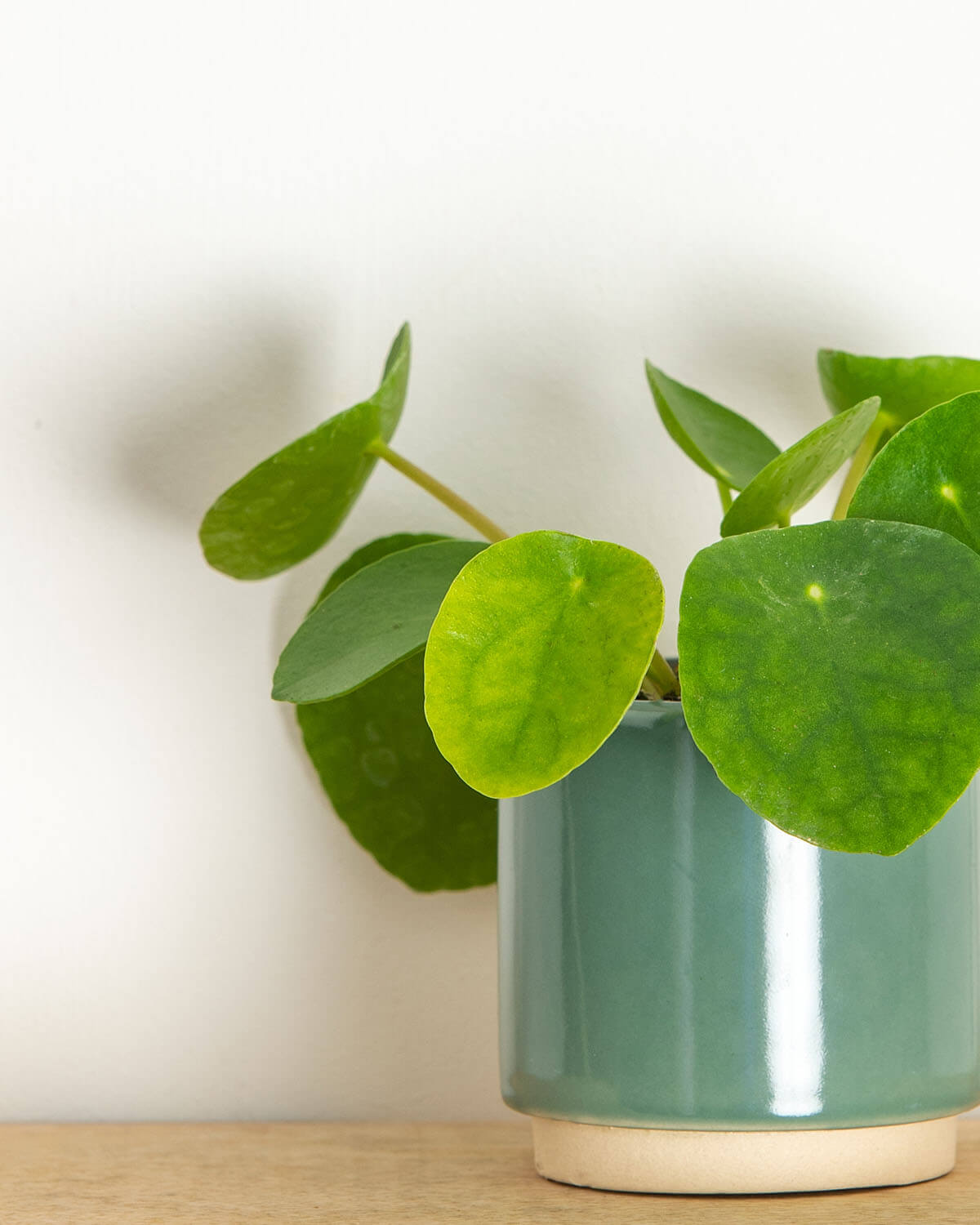 Lil' Chinese Money Plant