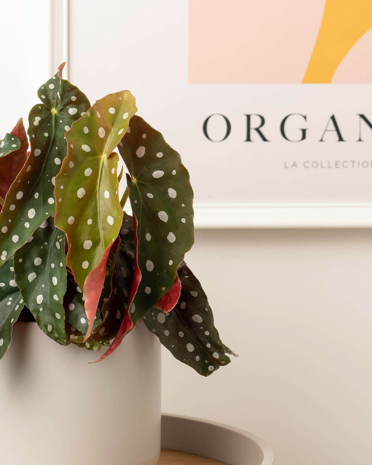 Polka Dot Begonia