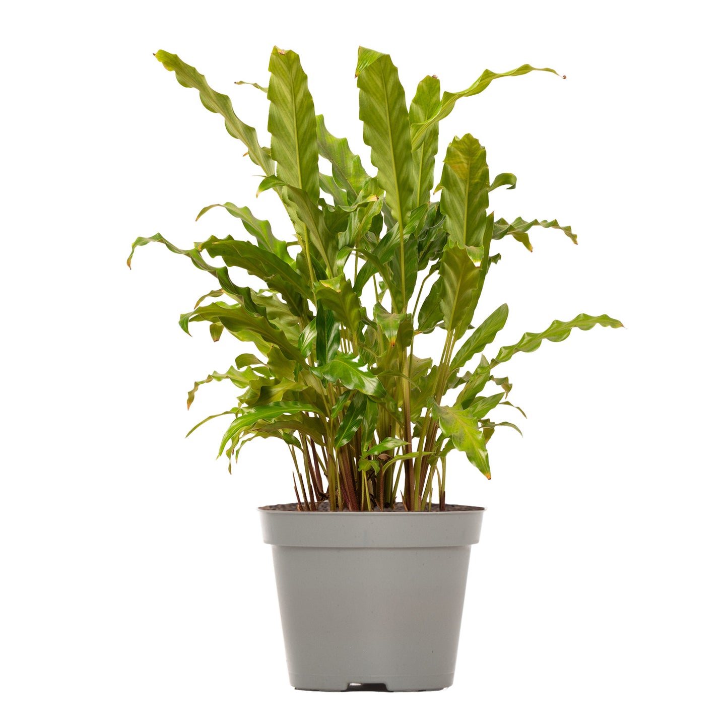 Blue Grass Plant