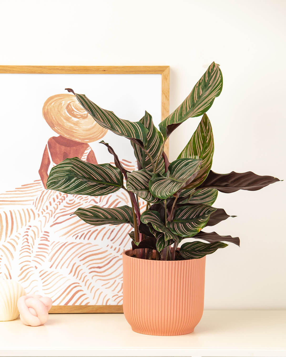 Ornata Prayer Plant