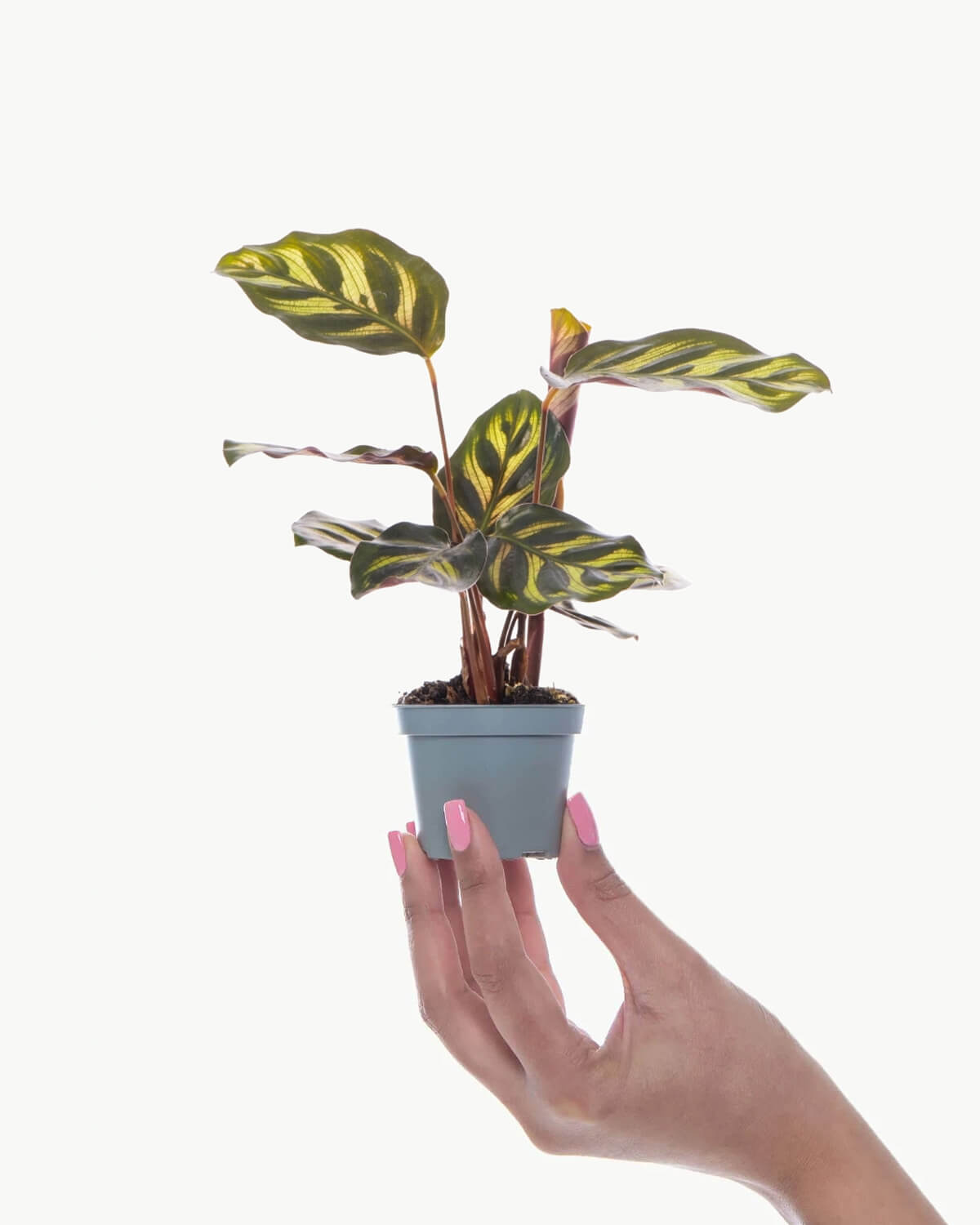 Lil' Makoyana Prayer Plant