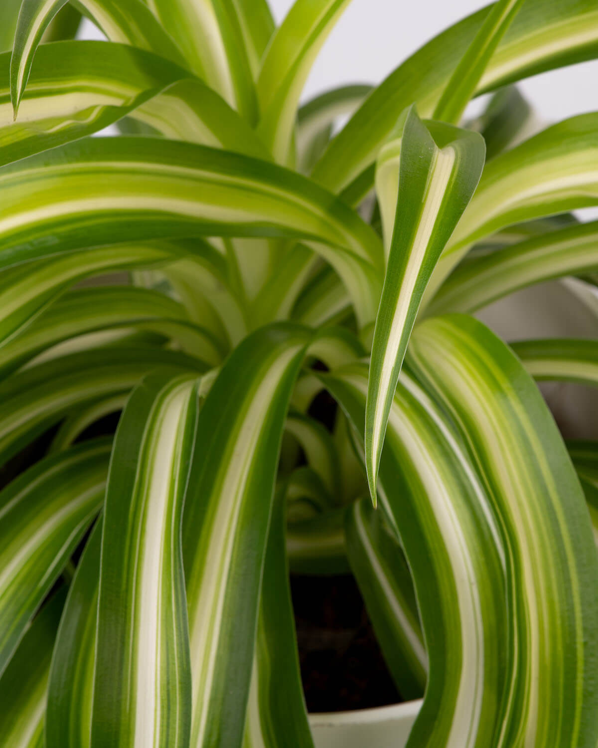 Curly Spider Plant