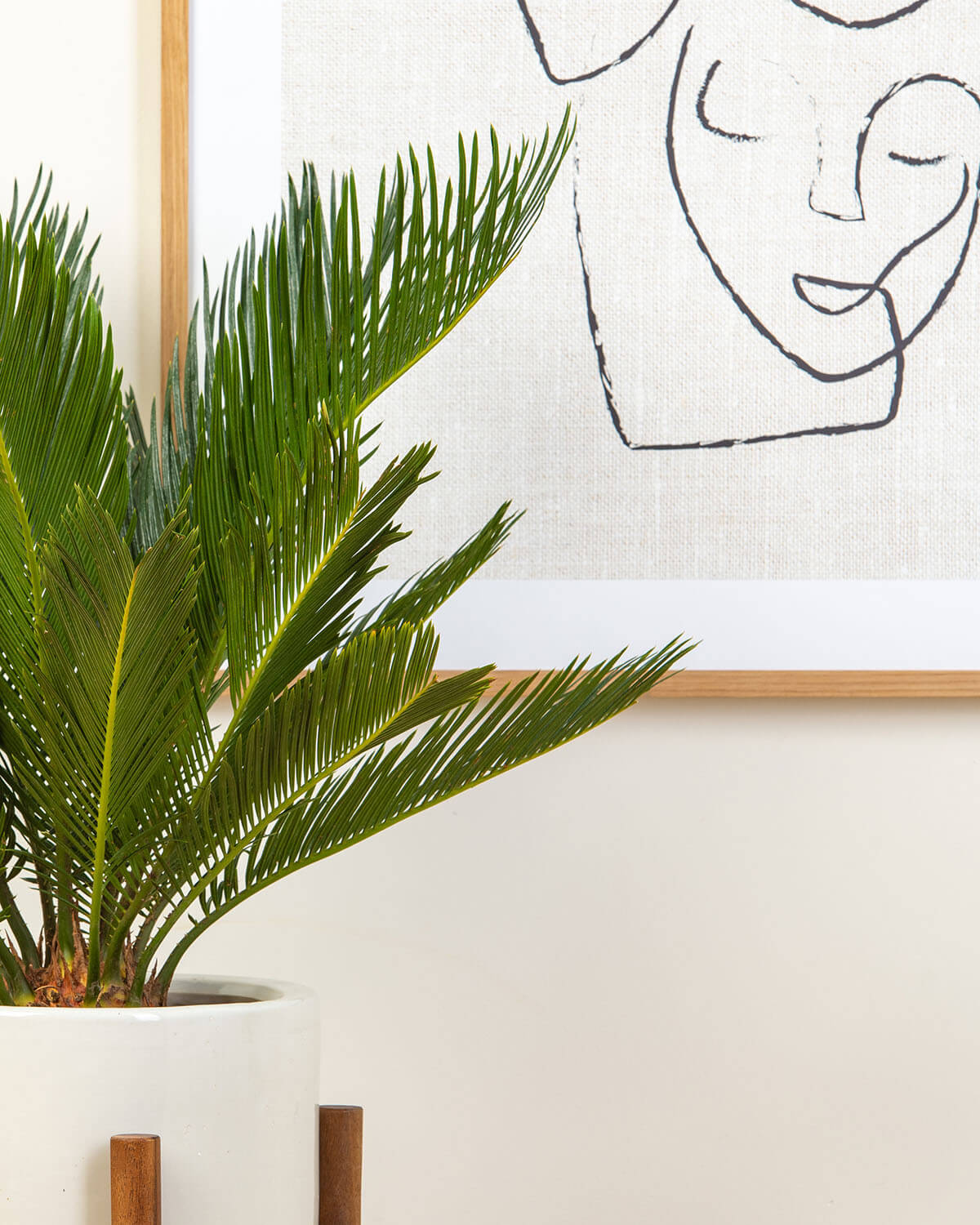 Sago Palm