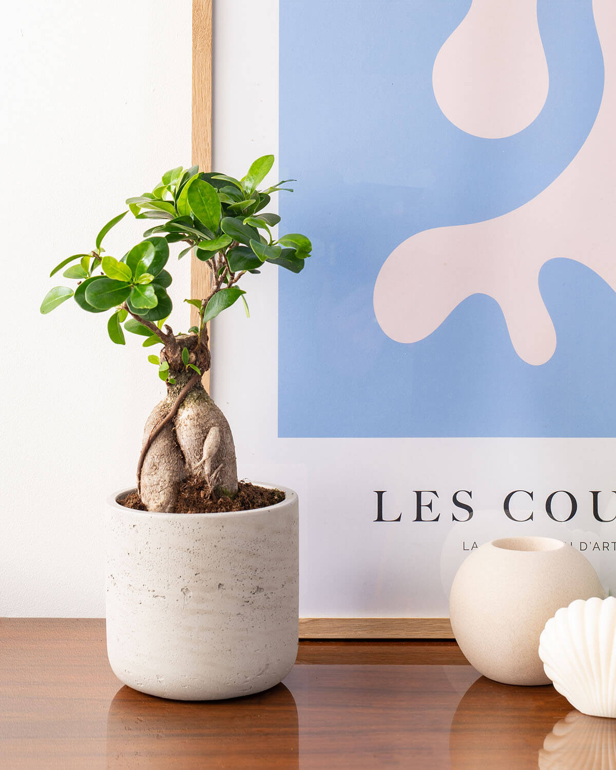 Ficus Bonsai Tree