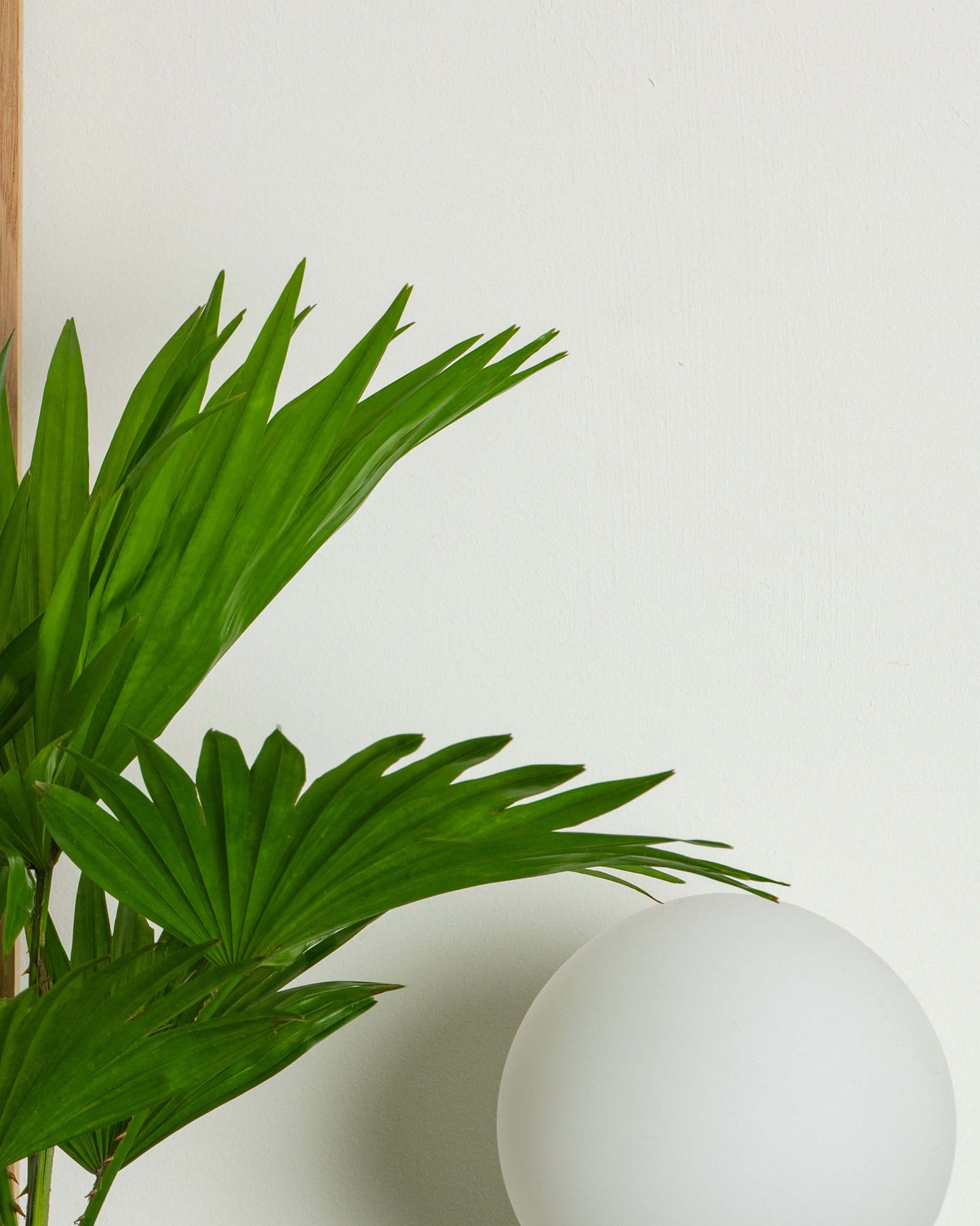 Footstool Palm