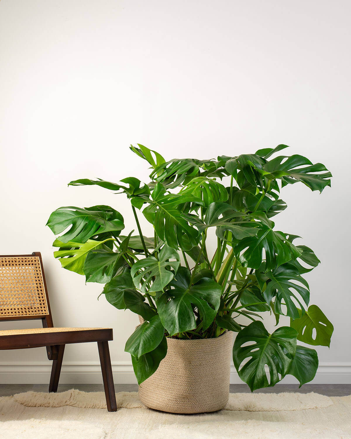 Swiss Cheese Plant