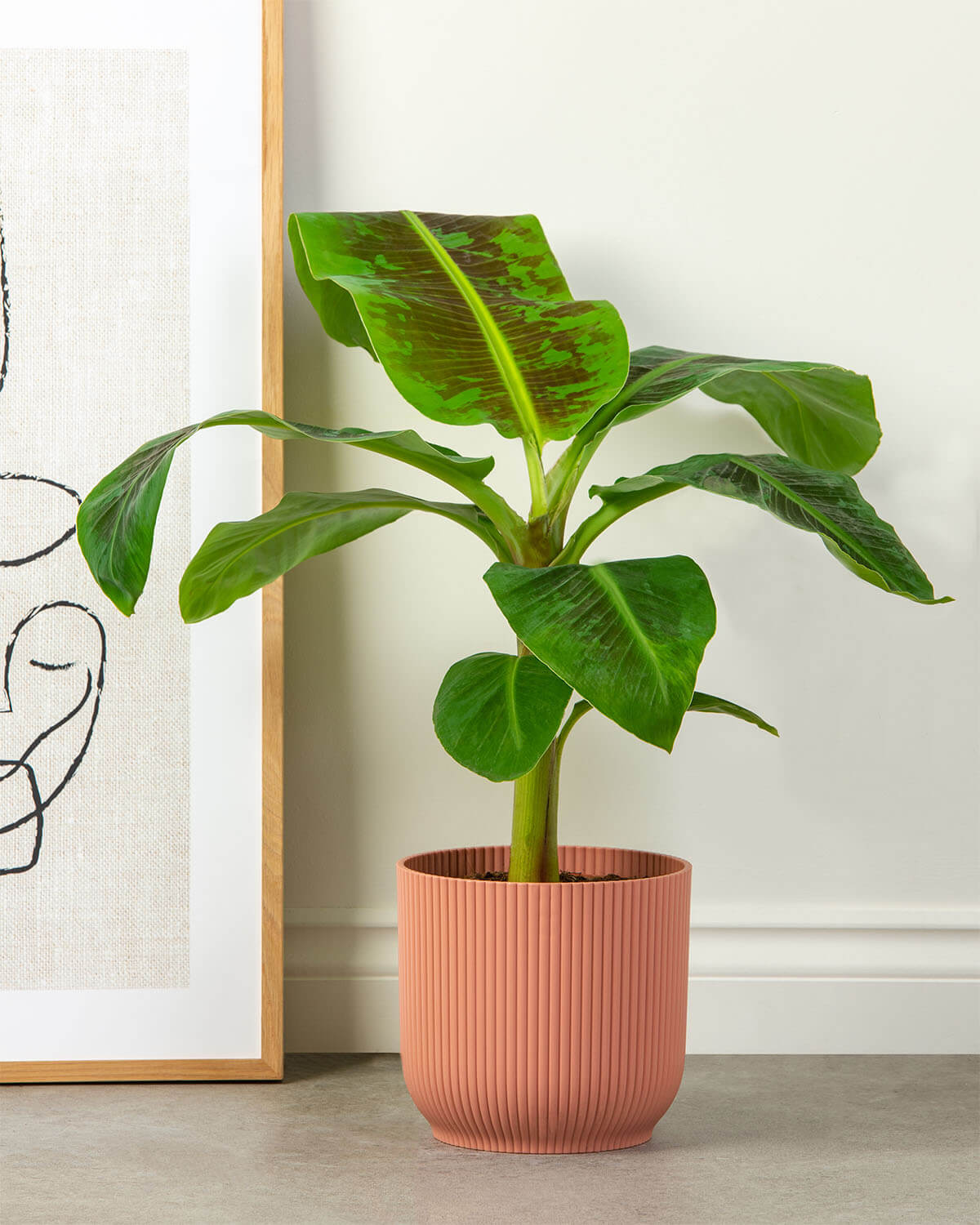 Banana Plant