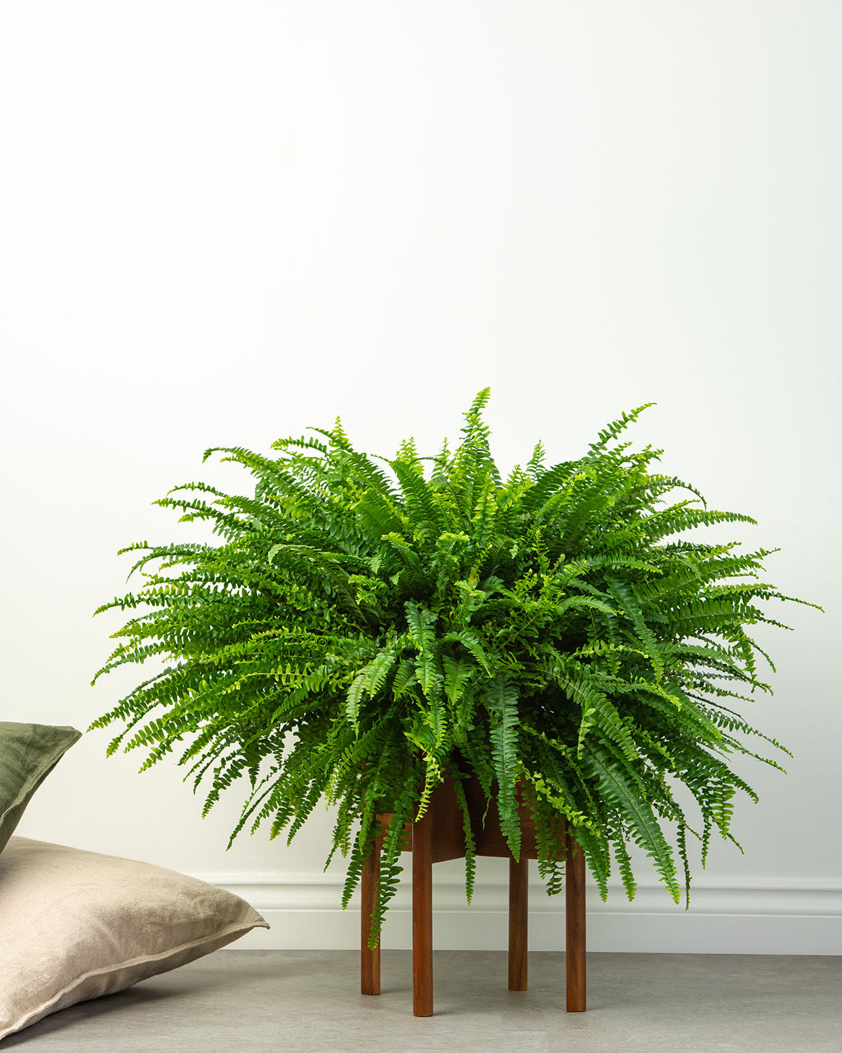 Boston Fern