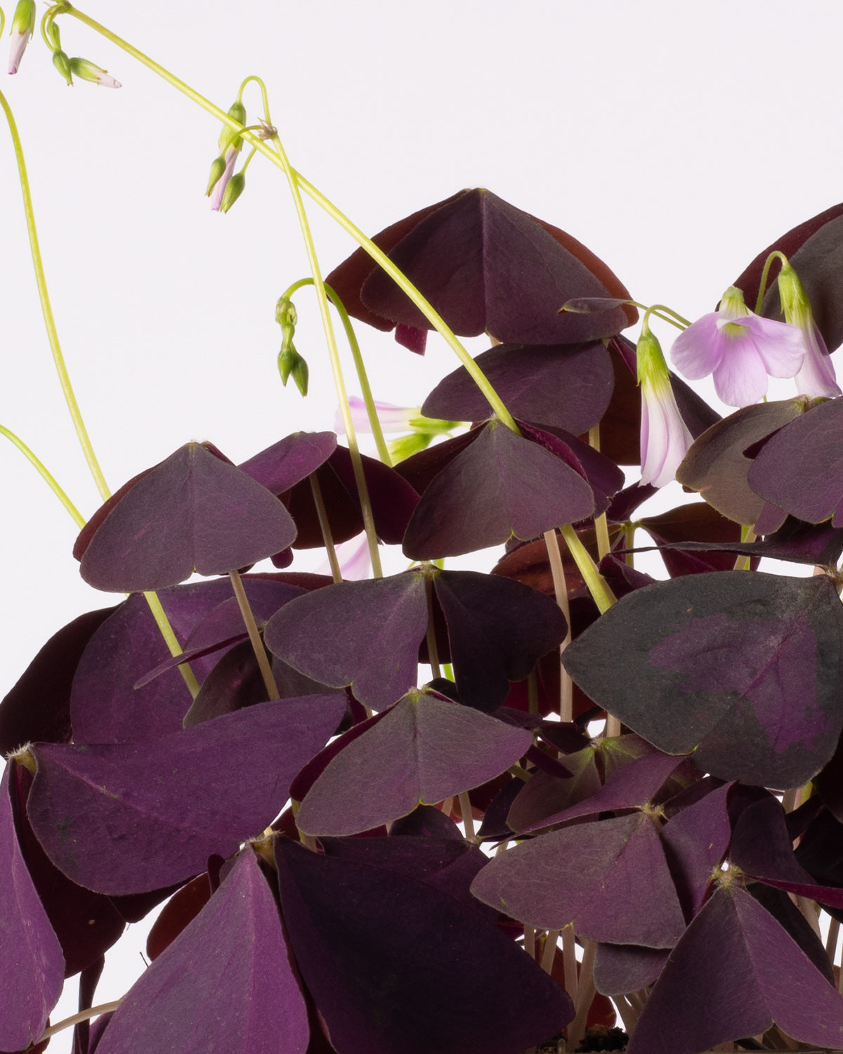 Oxalis False Shamrock