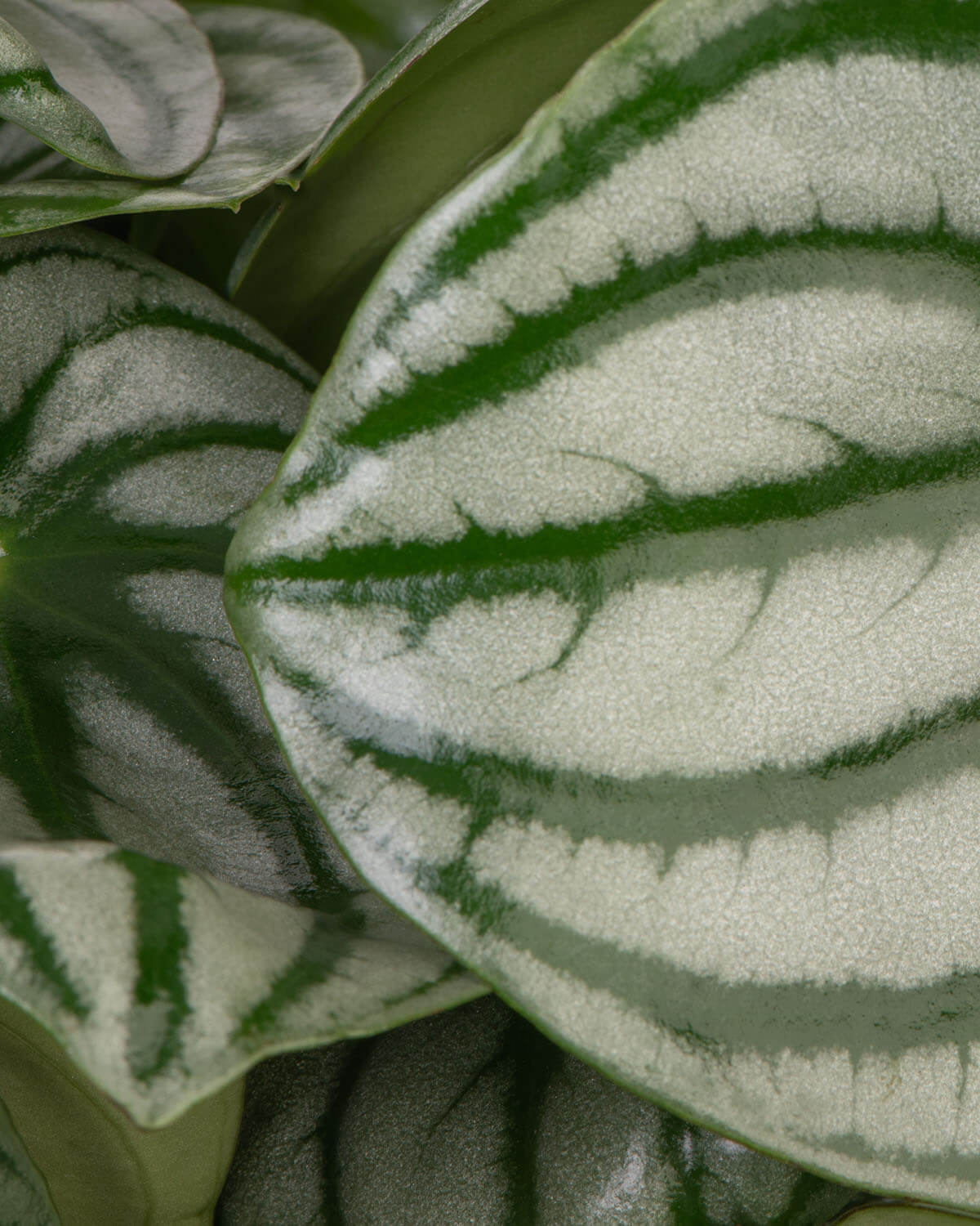Watermelon Peperomia