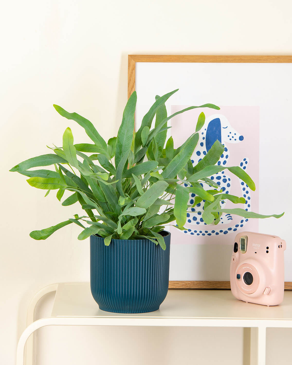 Blue Star Fern