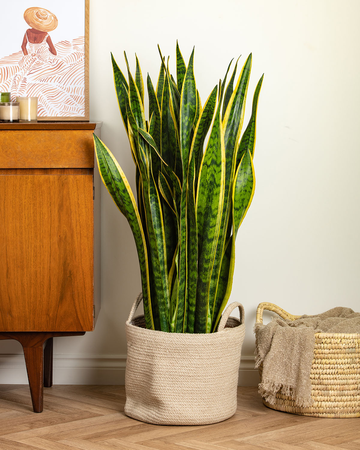 Snake Plant