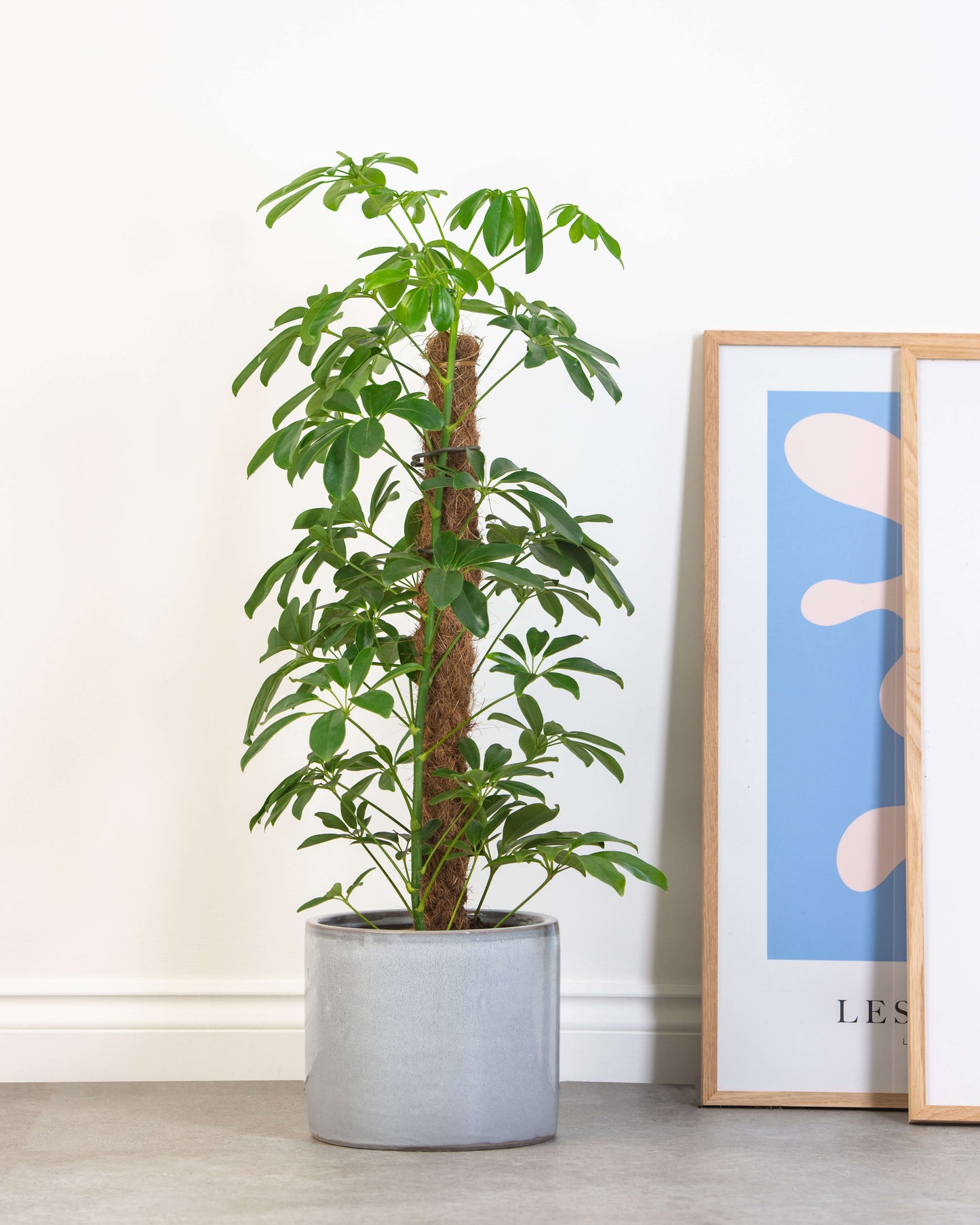 Green Umbrella Tree