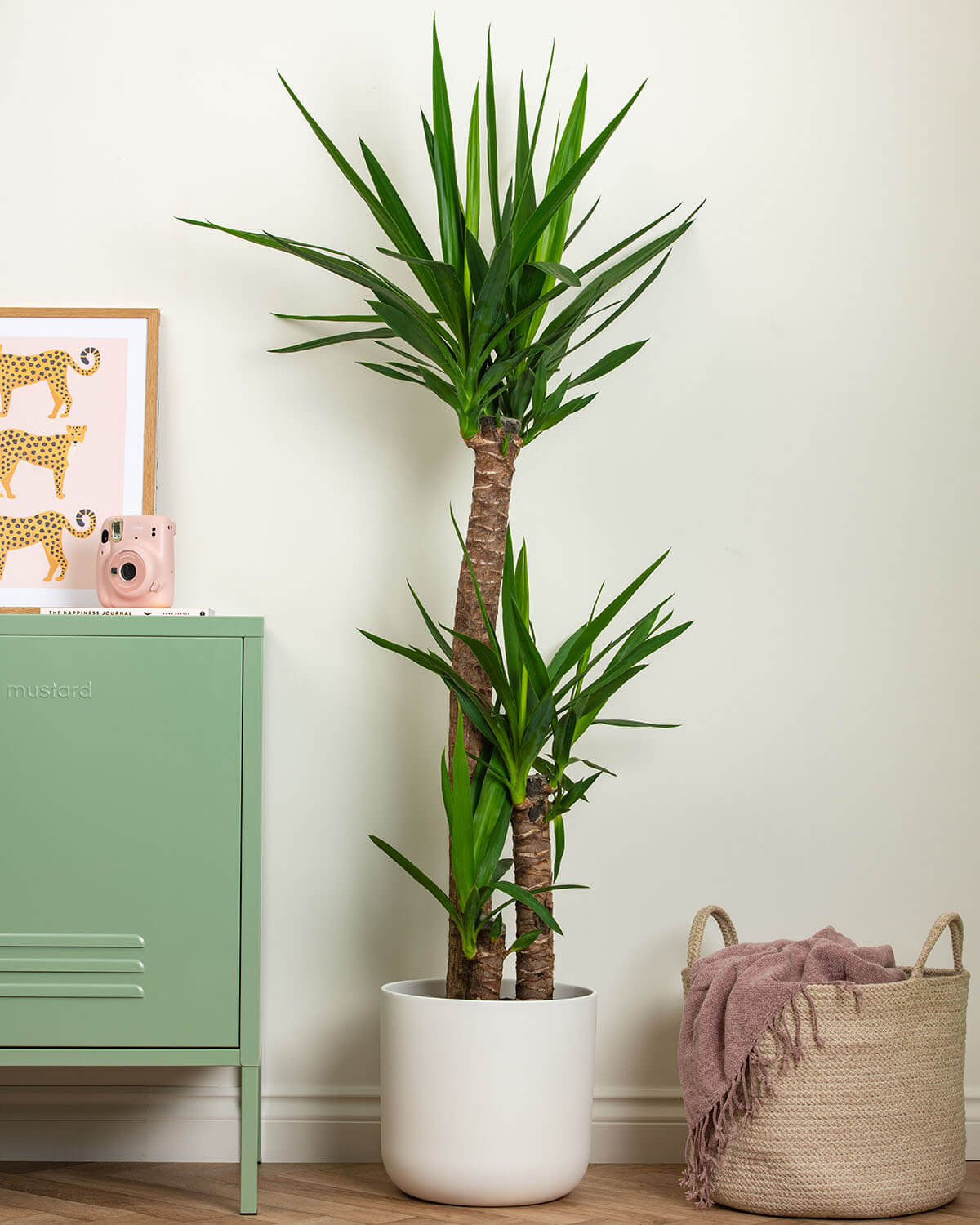 Yucca