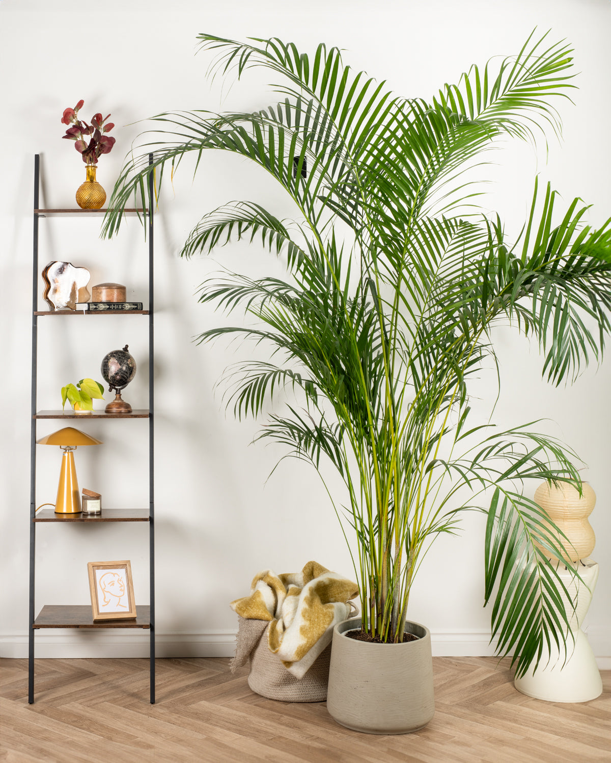 Areca Palm
