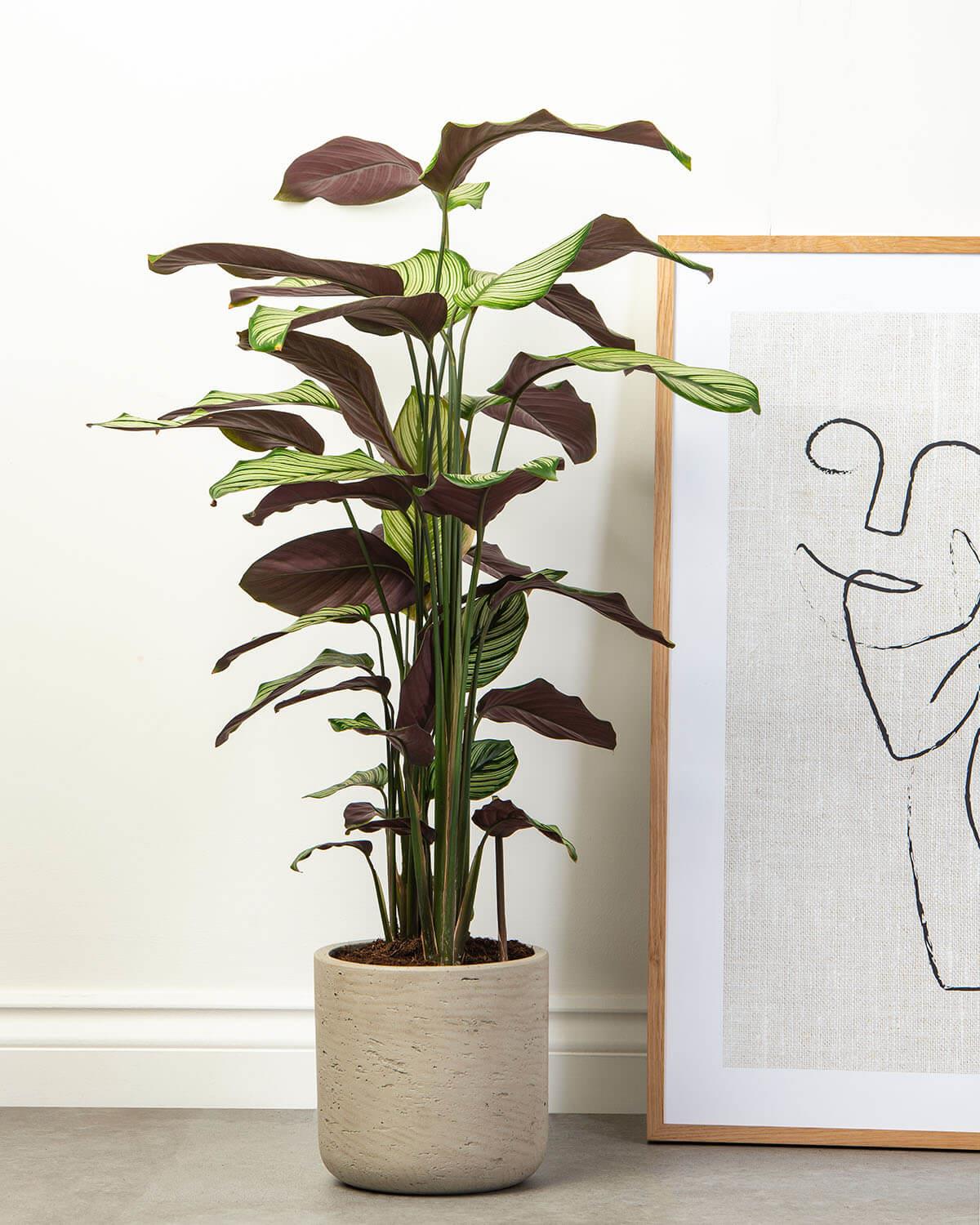 Whitestar Prayer Plant