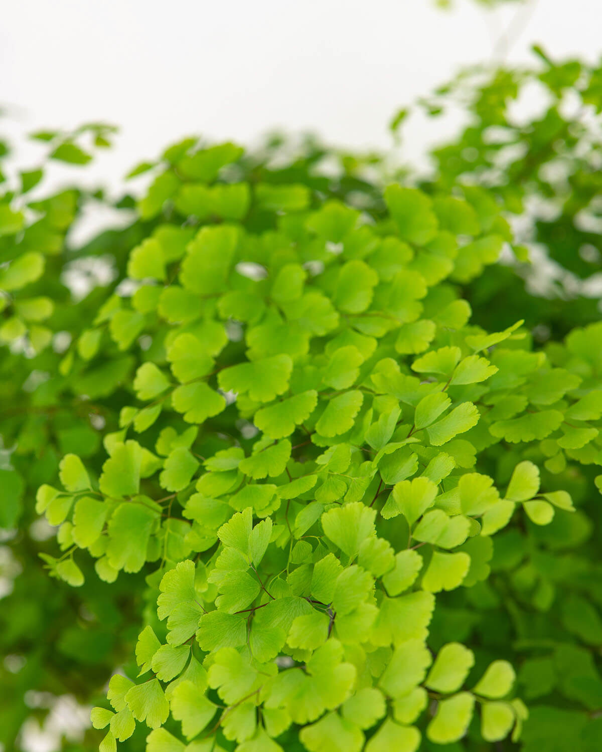 Maidenhair Fern