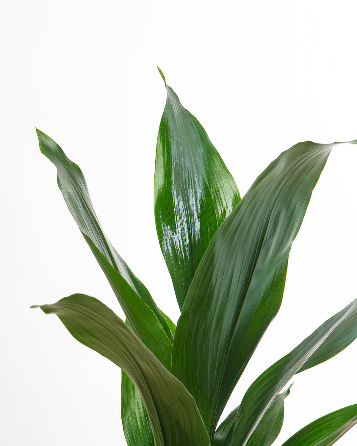 Cast Iron Plant